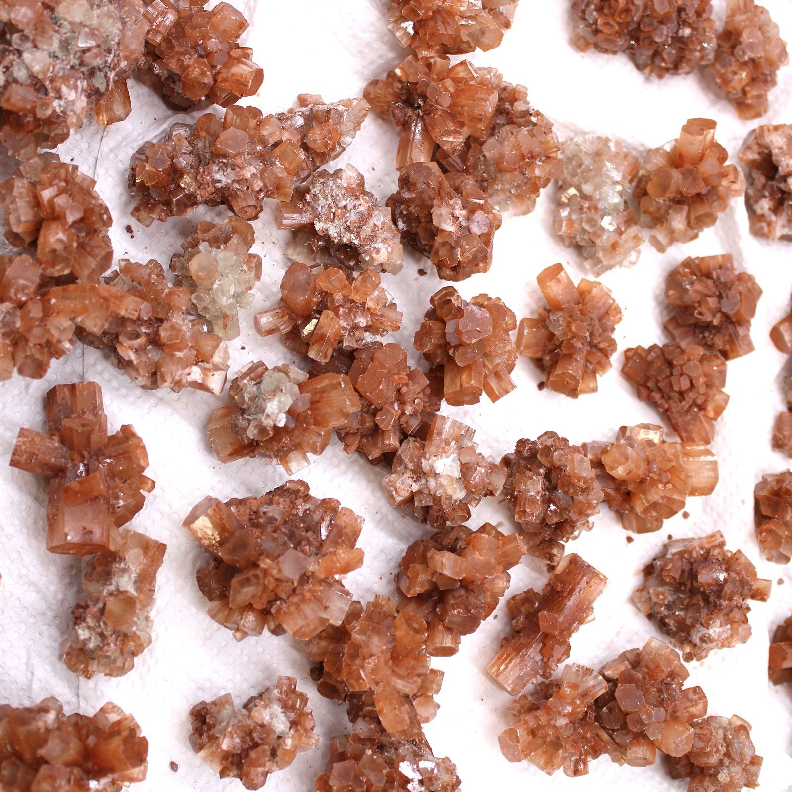 Mineral Specimens - Aragonite (Approx. 20 Pieces per Tray)